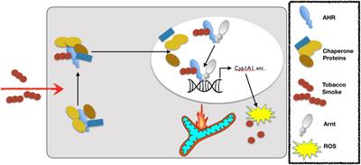 Integrating Mechanisms of Exacerbated Atrophy and Other Adverse Skeletal Muscle Impact in COPD
